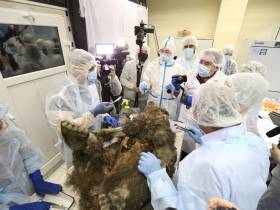 Единственные и неповторимые: топ самых уникальных и редких экспонатов музеев Якутии