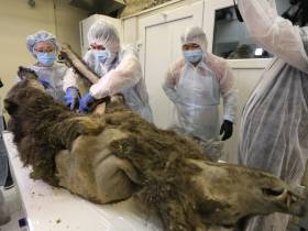 Единственные и неповторимые: топ самых уникальных и редких экспонатов музеев Якутии