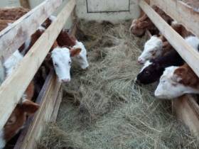 Обладатель госпремии «Человек труда» Анатолий Бурнашев — о своей агропредпринимательской работе