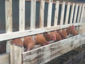 Семья фермеров из Усть-Алданского района: «Будем создавать условия для работы на своей малой родине»