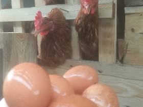 Семья фермеров из Усть-Алданского района: «Будем создавать условия для работы на своей малой родине»