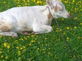 Семья фермеров из Усть-Алданского района: «Будем создавать условия для работы на своей малой родине»