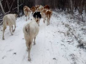 Семья фермеров из Усть-Алданского района: «Будем создавать условия для работы на своей малой родине»