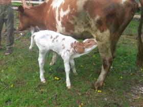 Семья фермеров из Усть-Алданского района: «Будем создавать условия для работы на своей малой родине»