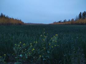 В Якутии на мелиорацию земель предусмотрена субсидия в размере 100 млн рублей