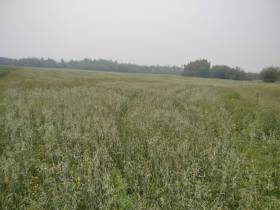 В Якутии на мелиорацию земель предусмотрена субсидия в размере 100 млн рублей