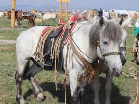 На Ысыахе Олонхо состоялся фестиваль конского убранства