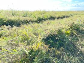 В Якутии главам районов поставлена задача максимального освоения сенокосных угодий