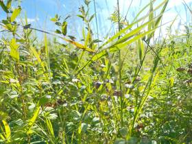 В Якутии главам районов поставлена задача максимального освоения сенокосных угодий