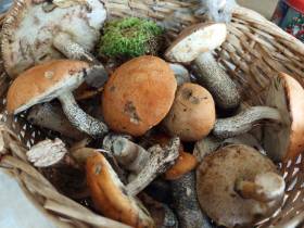 Фотофакт: в окрестностях Якутска после дождей пошли первые грибы