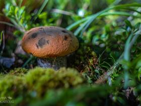 Фотофакт: в окрестностях Якутска после дождей пошли первые грибы