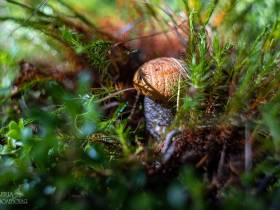Фотофакт: в окрестностях Якутска после дождей пошли первые грибы
