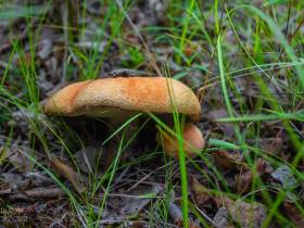 Фотофакт: в окрестностях Якутска после дождей пошли первые грибы