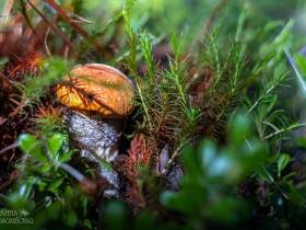 Фотофакт: в окрестностях Якутска после дождей пошли первые грибы