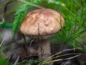 Фотофакт: в окрестностях Якутска после дождей пошли первые грибы