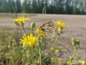 Эксперт объяснил причину нашествия бабочек в Якутии