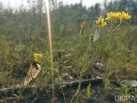 Эксперт объяснил причину нашествия бабочек в Якутии