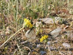 Эксперт объяснил причину нашествия бабочек в Якутии