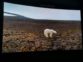 Погоня со штормом и встреча с белыми медведями: как проходила опасная экспедиция на остров Беннетта