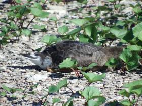 В защиту животных: АЛРОСА помогает сохранить редкий вид птиц