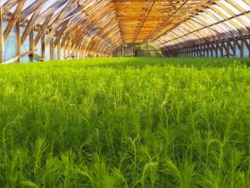 «Полиметалл» намерен продолжить восстанавливать лес в Якутии