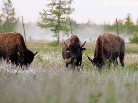 Из Якутии в природный парк «Ингилор» в ЯНАО завезли бизонов