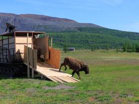 Из Якутии в природный парк «Ингилор» в ЯНАО завезли бизонов