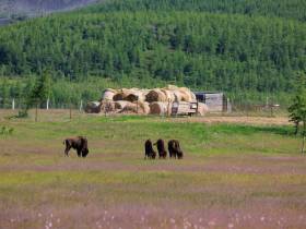 Из Якутии в природный парк «Ингилор» в ЯНАО завезли бизонов