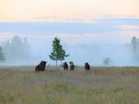 Из Якутии в природный парк «Ингилор» в ЯНАО завезли бизонов