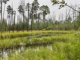 Помочь лесу: АЛРОСА и якутские ученые изучают причины и последствия лесных пожаров