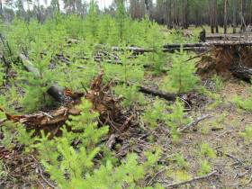 Помочь лесу: АЛРОСА и якутские ученые изучают причины и последствия лесных пожаров