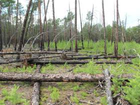 Помочь лесу: АЛРОСА и якутские ученые изучают причины и последствия лесных пожаров