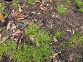 Помочь лесу: АЛРОСА и якутские ученые изучают причины и последствия лесных пожаров