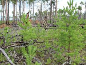 Помочь лесу: АЛРОСА и якутские ученые изучают причины и последствия лесных пожаров