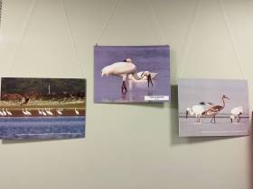 В Якутске открылась фотовыставка «Полёт стерха длиною в 6000 км» в честь Всемирного дня журавля