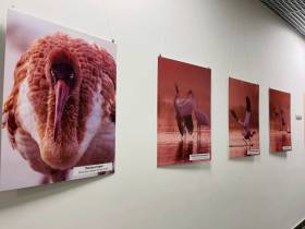 В Якутске открылась фотовыставка «Полёт стерха длиною в 6000 км» в честь Всемирного дня журавля