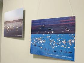 В Якутске открылась фотовыставка «Полёт стерха длиною в 6000 км» в честь Всемирного дня журавля