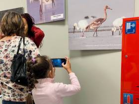В Якутске открылась фотовыставка «Полёт стерха длиною в 6000 км» в честь Всемирного дня журавля