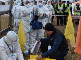 Учения по ликвидации очага африканской чумы свиней состоялись в Якутске