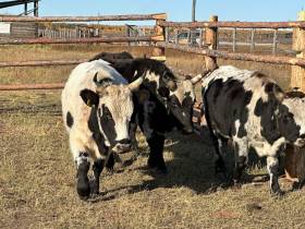 В Амгинском районе открыли площадку для откорма племенного скота