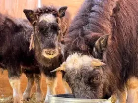 Россия расскажет о Плейстоценовом парке Якутии с международной трибуны ООН