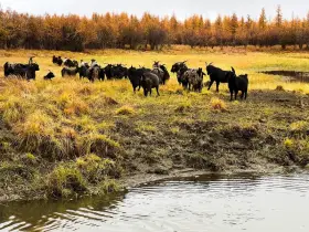 Россия расскажет о Плейстоценовом парке Якутии с международной трибуны ООН