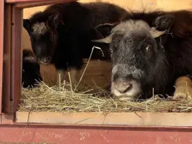 Россия расскажет о Плейстоценовом парке Якутии с международной трибуны ООН