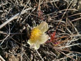 Возле Якутска в октябре вновь зацвели подснежники