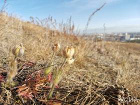 Возле Якутска в октябре вновь зацвели подснежники