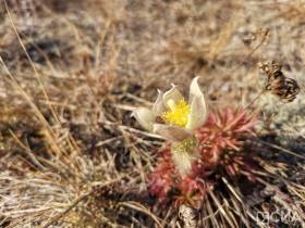 Возле Якутска в октябре вновь зацвели подснежники