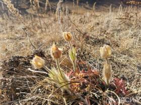 Возле Якутска в октябре вновь зацвели подснежники