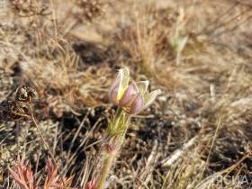 Возле Якутска в октябре вновь зацвели подснежники