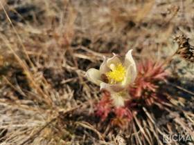 Возле Якутска в октябре вновь зацвели подснежники