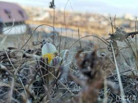 Возле Якутска в октябре вновь зацвели подснежники